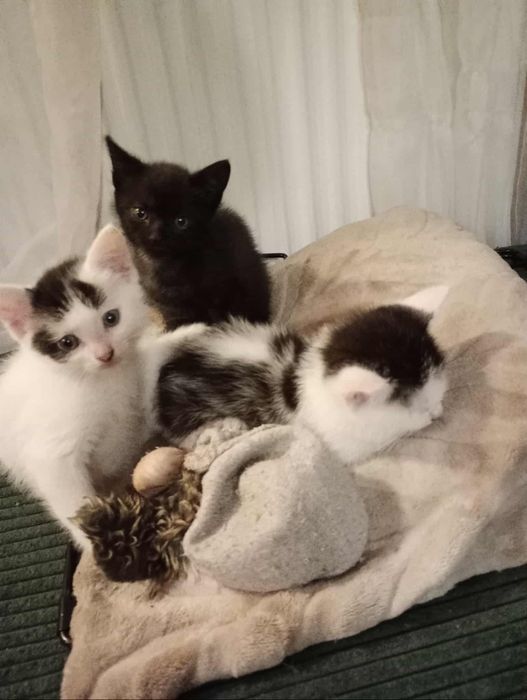 Oddam kociaki 3 sztuki