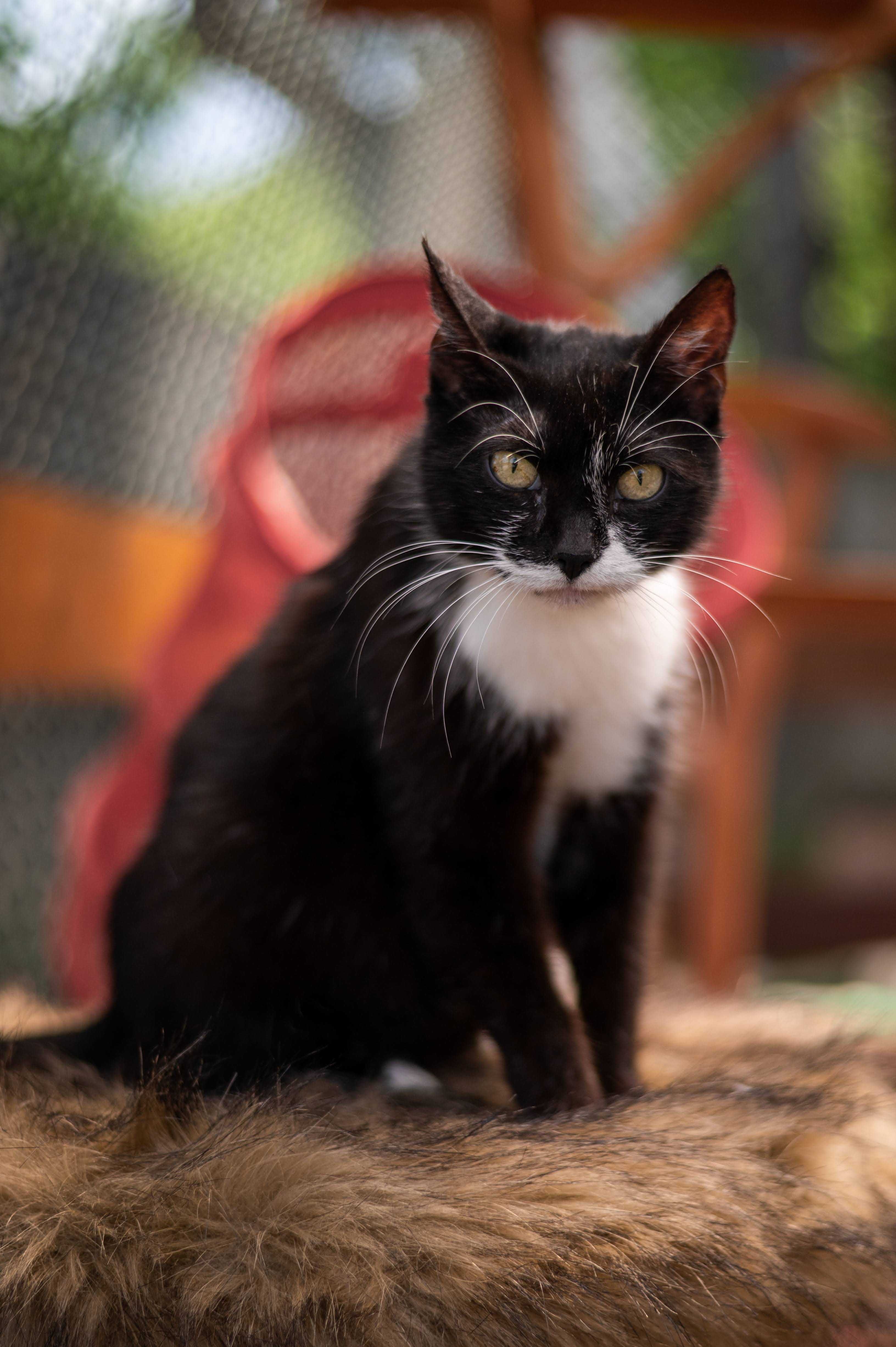 SHAKIRA kotka do adopcji