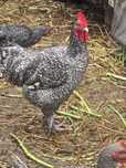 Vendo galos malines