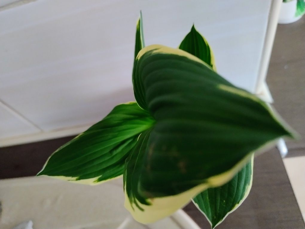 Funkia/hosta dwubarwna, zestaw 2 doniczek z roślinami
