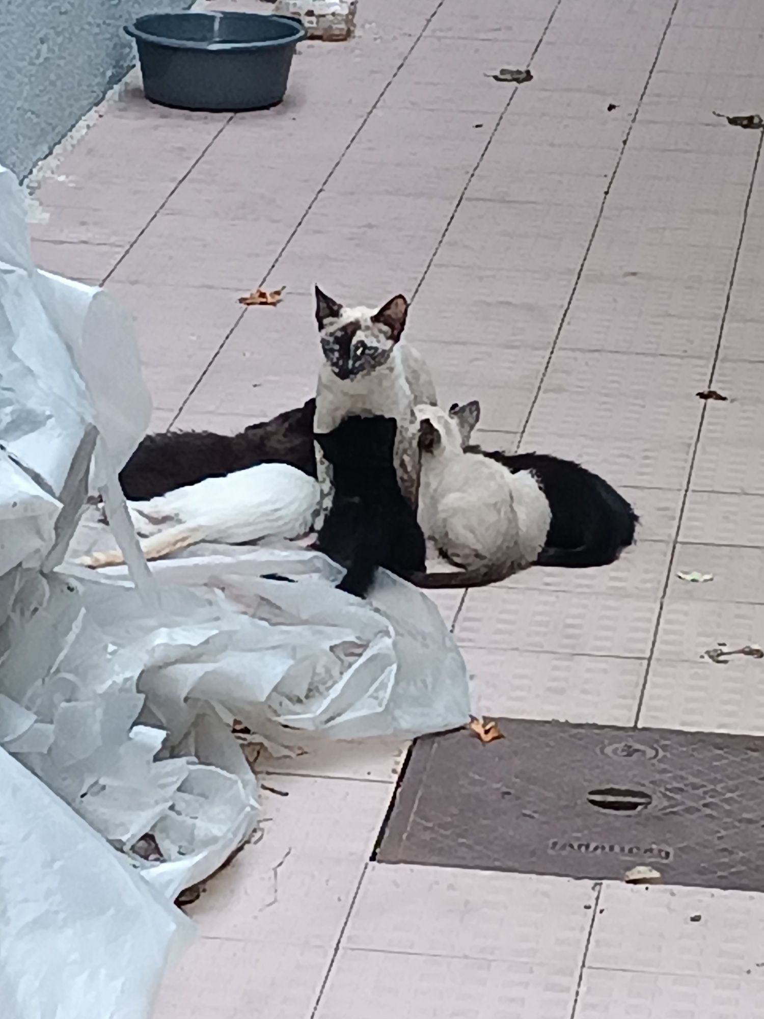 Para uma adoção responsável : gatinhos