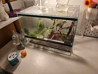 Patyczaki Terrarium cały zestaw