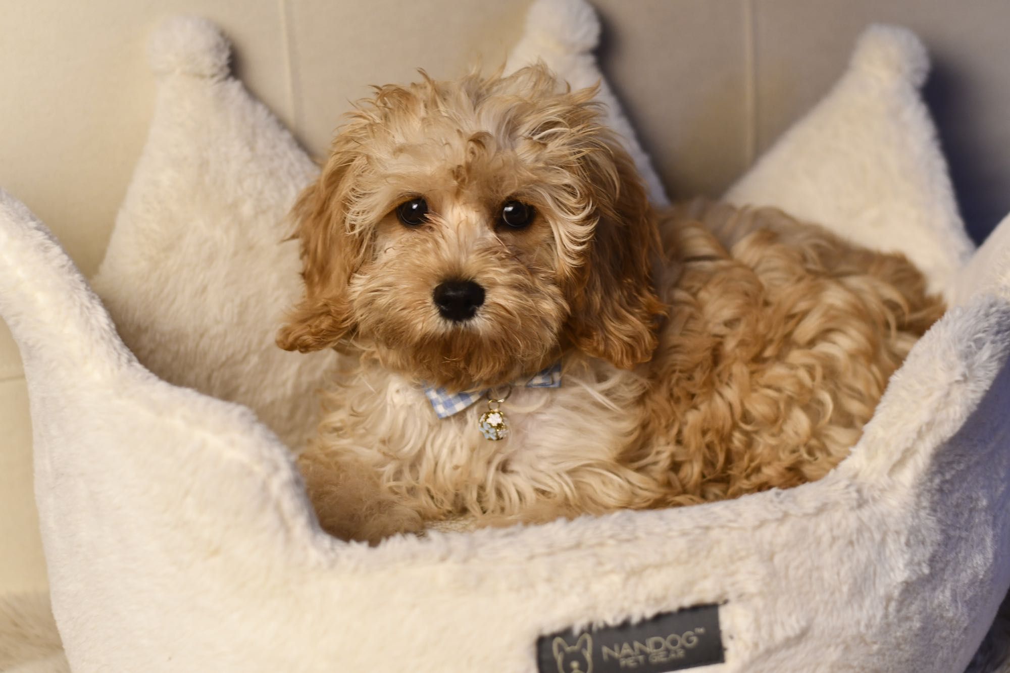 Cavapoo F1  wyjątkowy chłopiec gotowy do odbioru