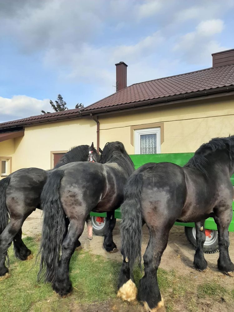 Konie zimnokrwiste