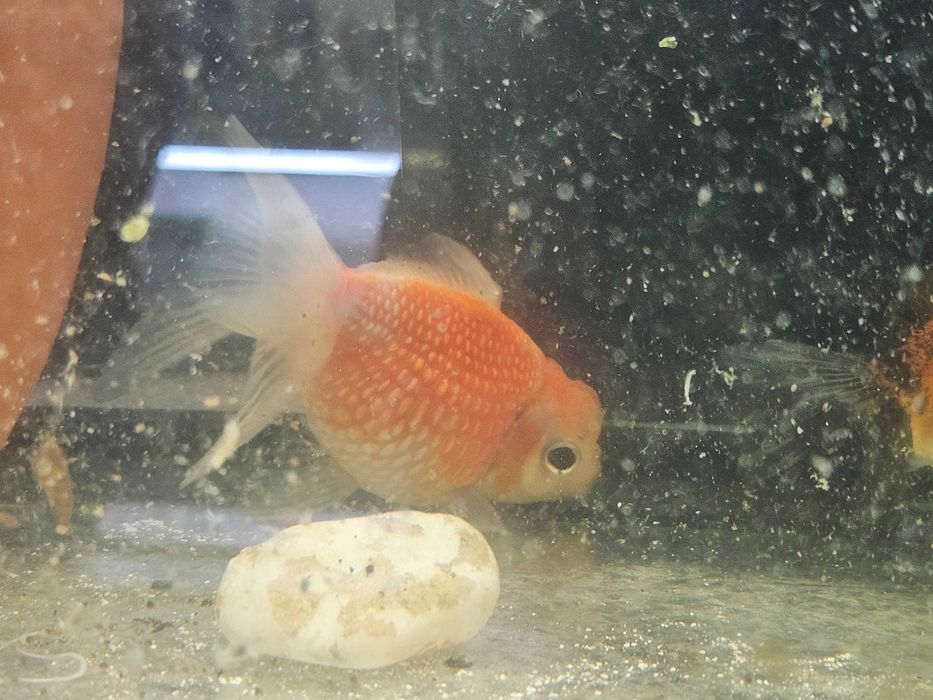 Peixes de Estimação Fish