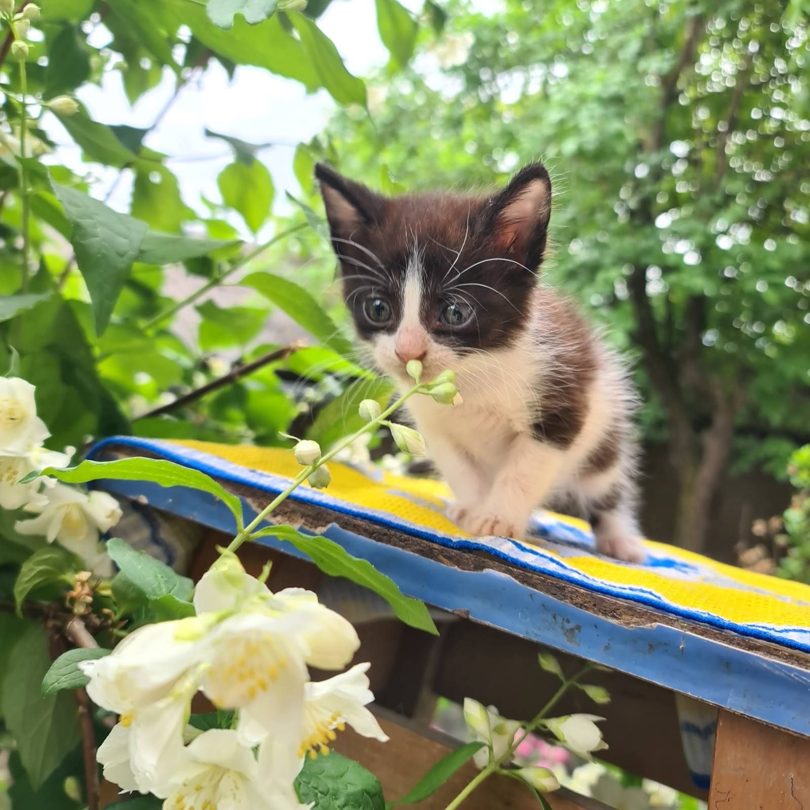 Гарненьке, миле, чемне кошеня. Дівчинка