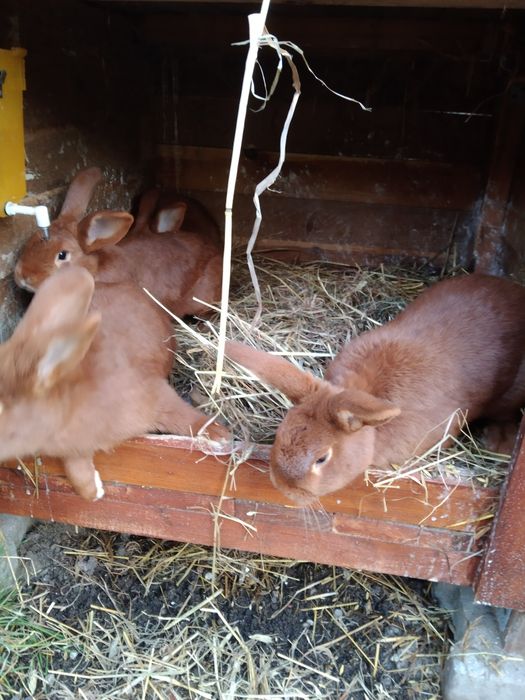 Króliki nowozelandzkie