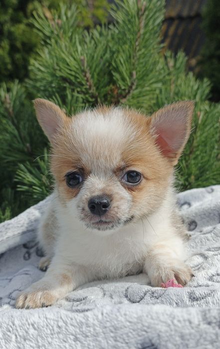 Ефектна дівчинка готова до броні