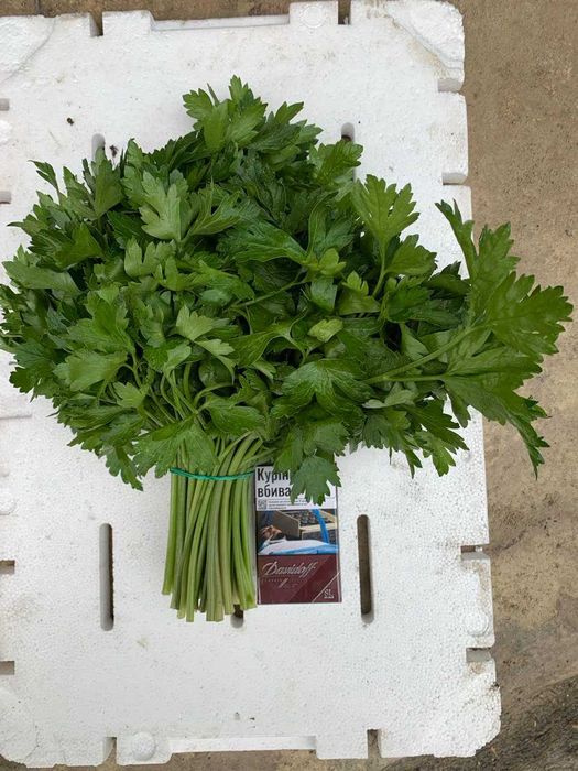 Свежая зелень - Укроп Петрушка оптом; Сушенный Базилик.