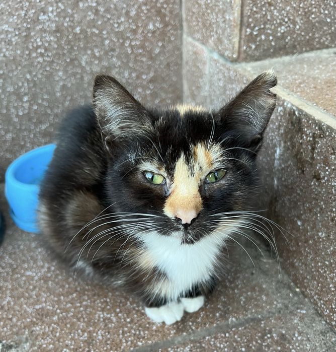 Kotki koty male do adopcji za darmo