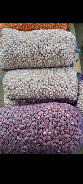 Лук севок ОПТ венгерка кармен дельфин