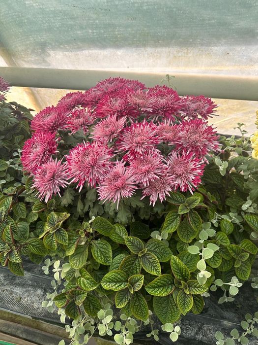 Chryzantemy od producenta