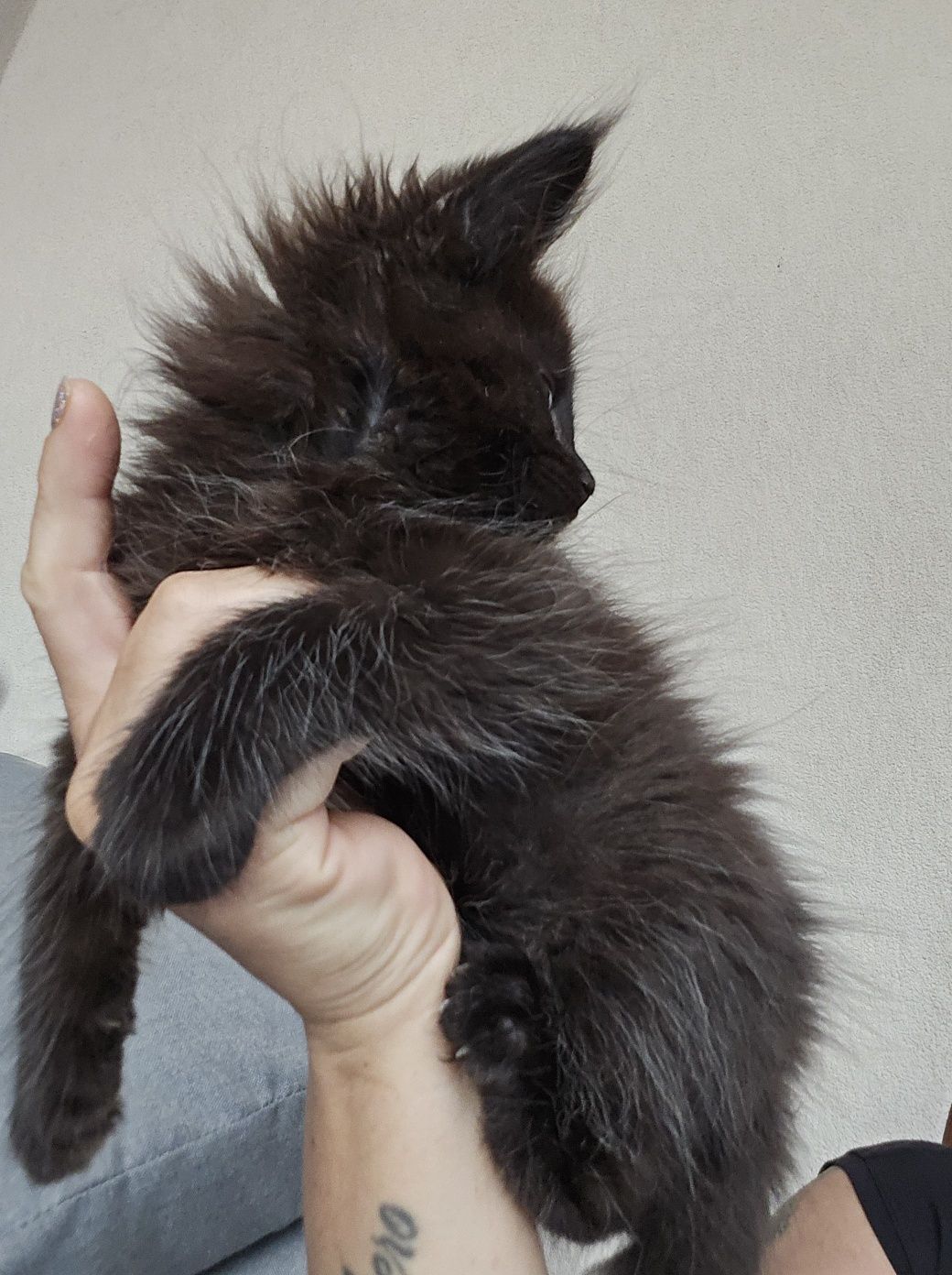 Mainecoon Kocurek czarny ze srebrem Felis Polonia