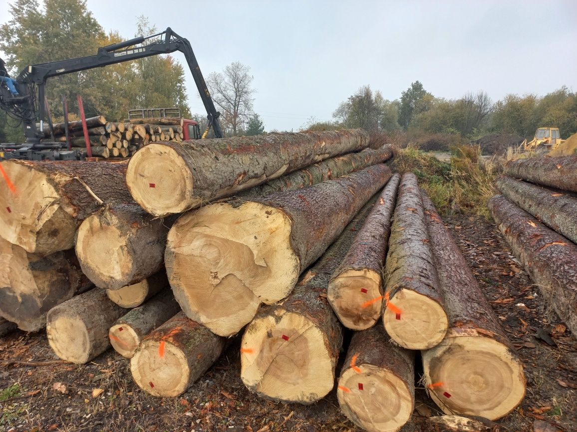 OLCHA tartaczna SOSNA BUK tartaczny dłużyca  drewno tartaczne