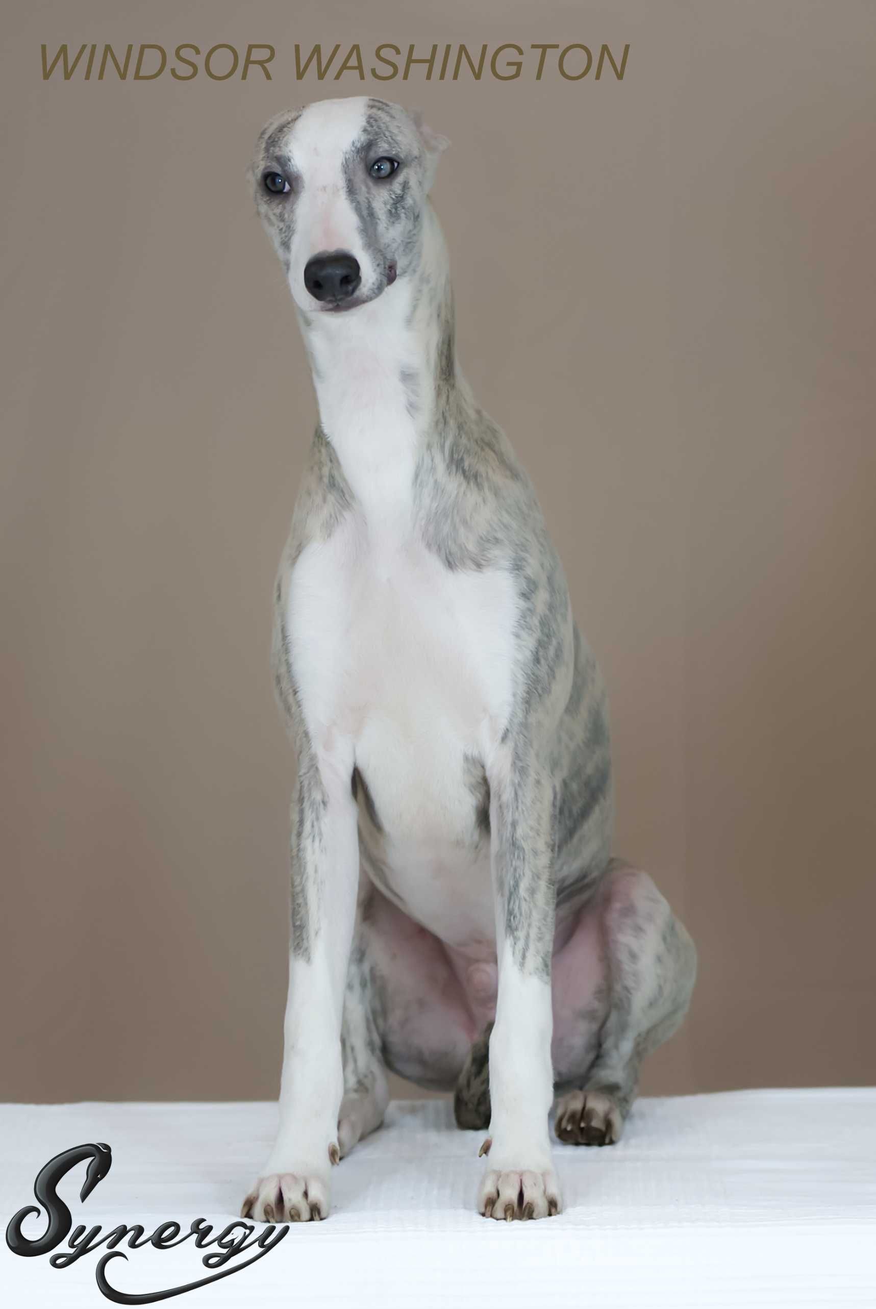 Whippet szczenię