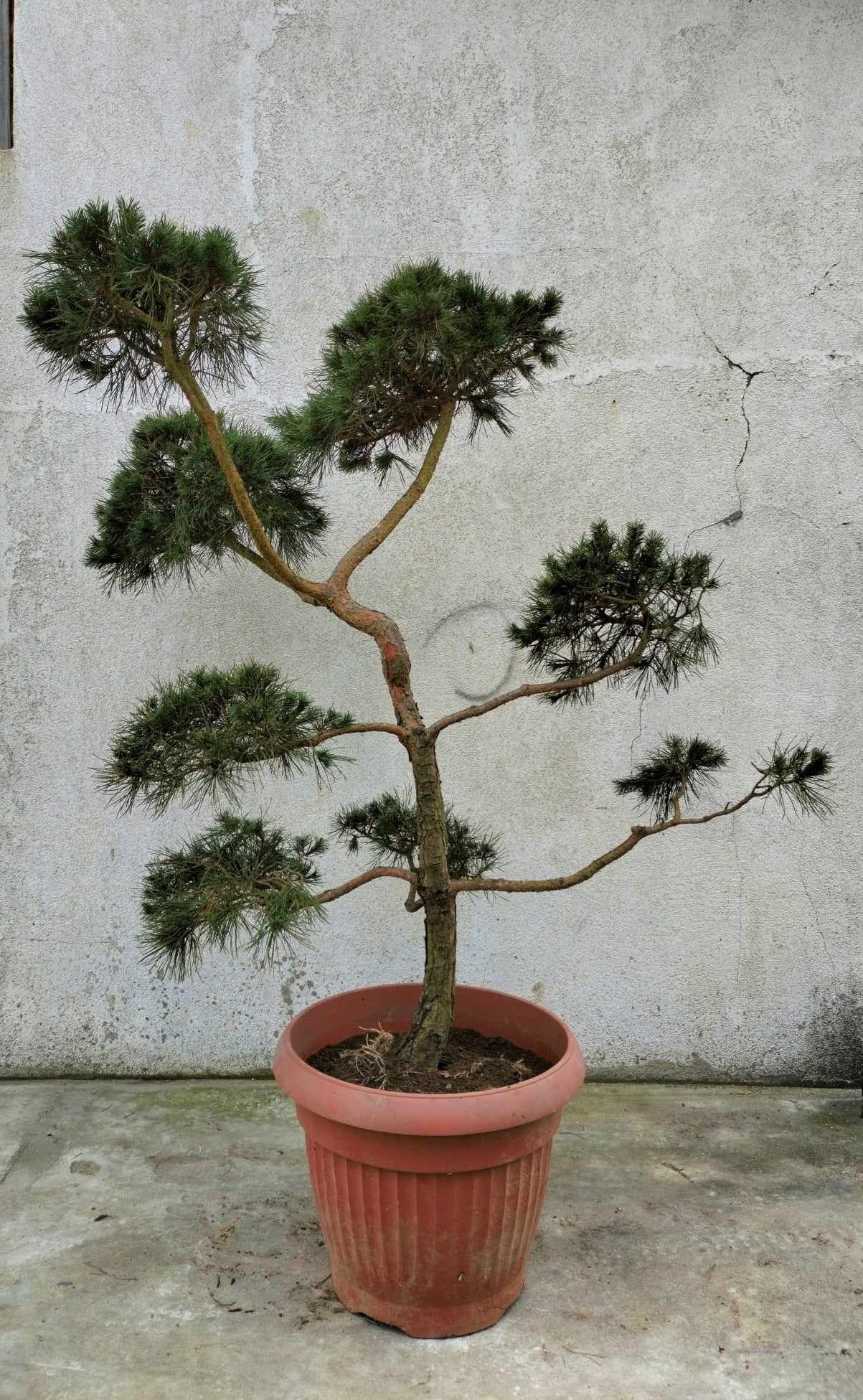 sosna formowana-bonsai