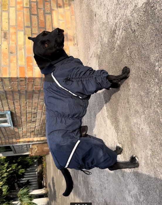 Теплі зимові комбінезони для собак стаф пітбуль доберман кане корсо