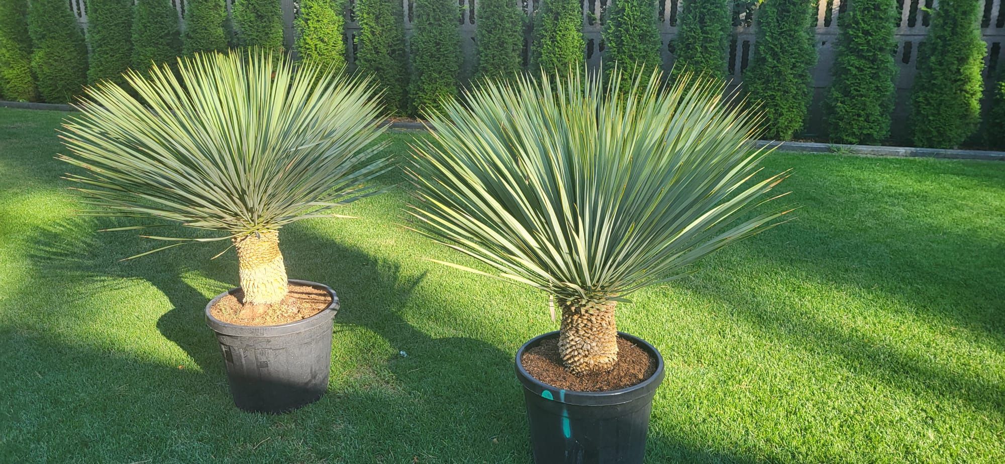 Yucca rostrata. Juka rostrata.