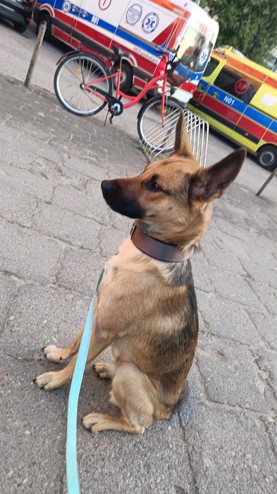 Riko szuka nowego kochającego domu