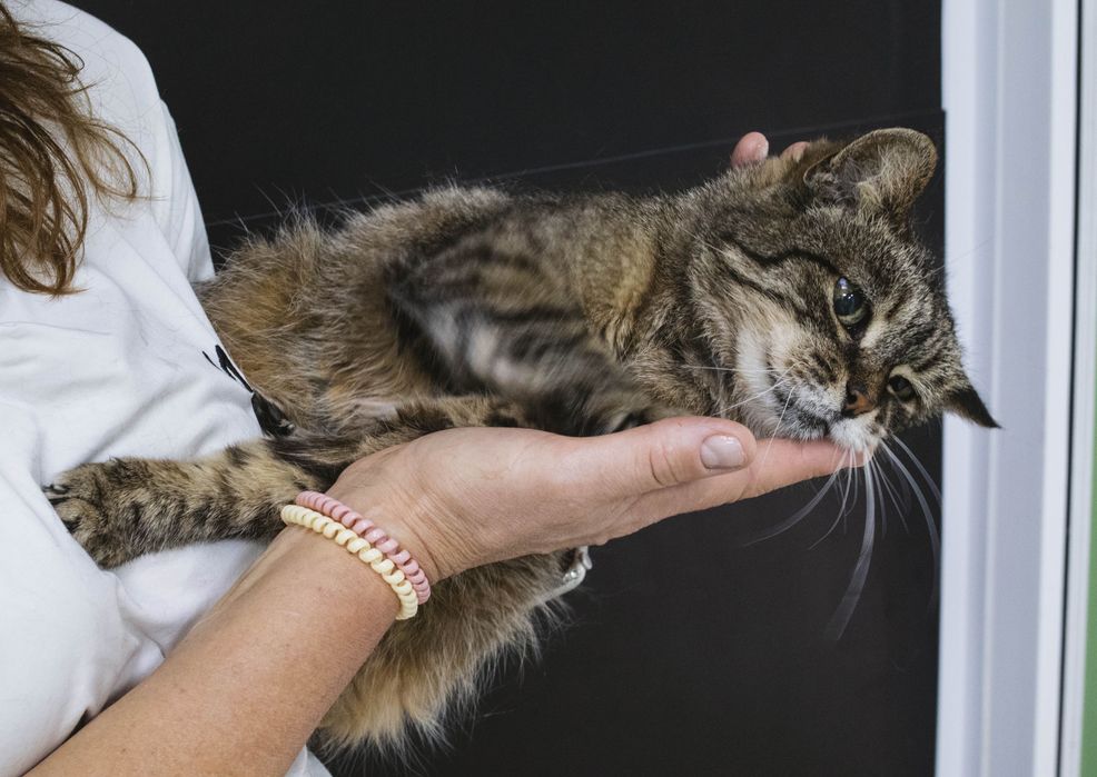 Киця, красива кішка