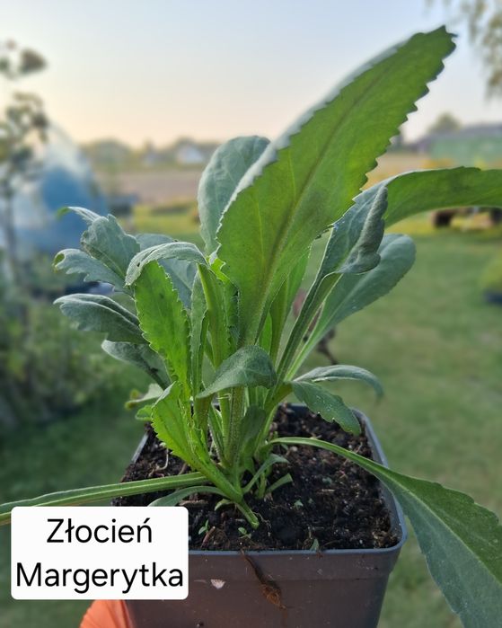 Margerytka Złocień właściwy