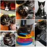 Kociaki rasy Maine Coon z Munecabrava*Pl Gorzów, FPL