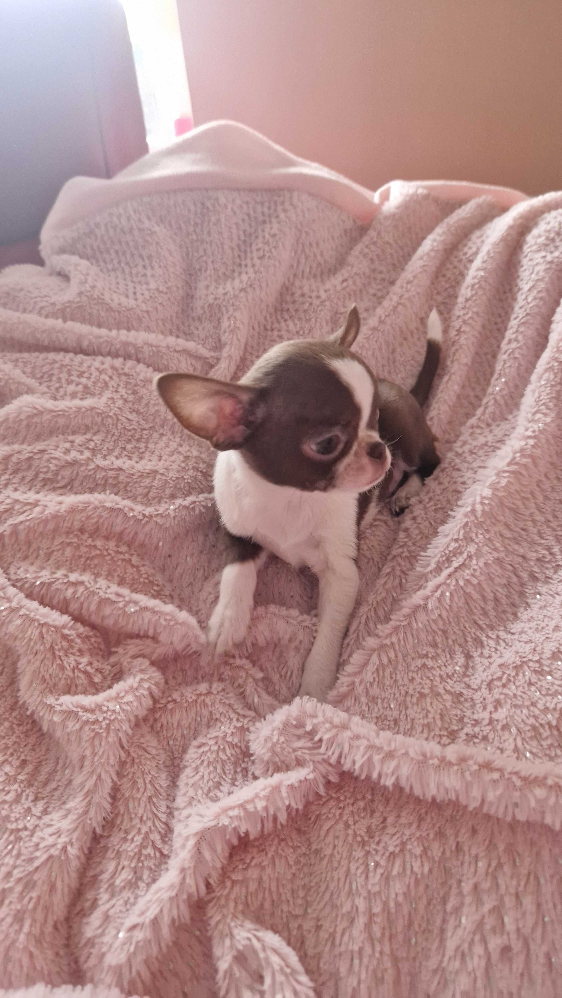 Chihuahua piesek czekoladowo biały