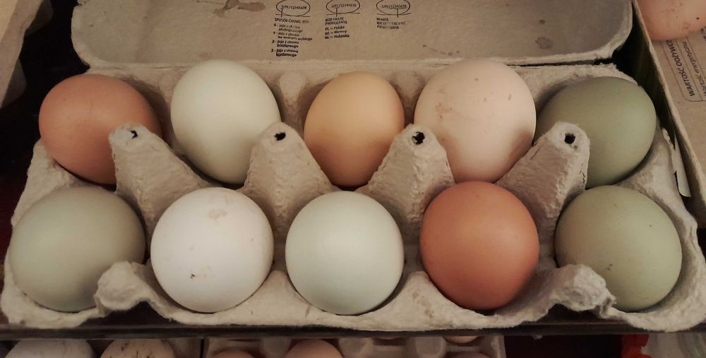 Jajka wiejskie kolorowe