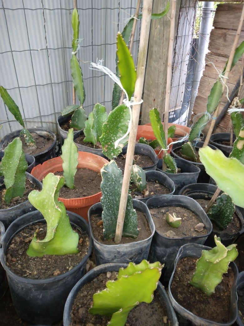 Pitayas com raízes
