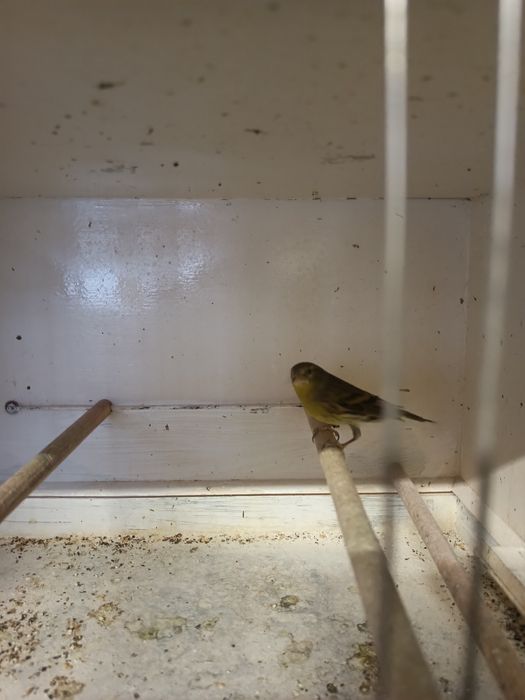 Kanarek samiec bastard