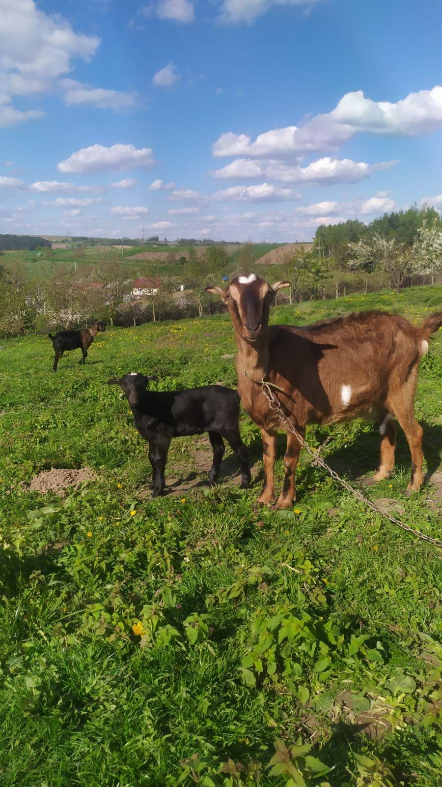 Продам Козлик альпо-ламанча-нубієць.