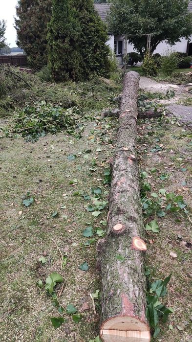 Modrzew ok 0,6 M3 świeżo ścięty, polozony