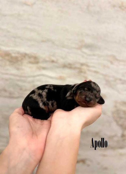 Jamnik standardowy krótkowłosy ZKwP  FCI merle / czarny podpalany