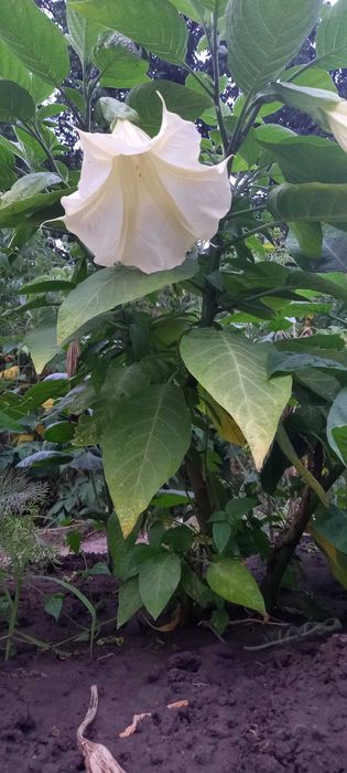 Вазон Бругмансія біла ароматна