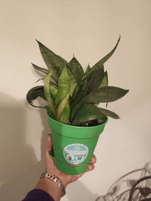 Рослина тещин язик