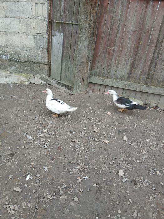 Kaczki 5 miesięczne