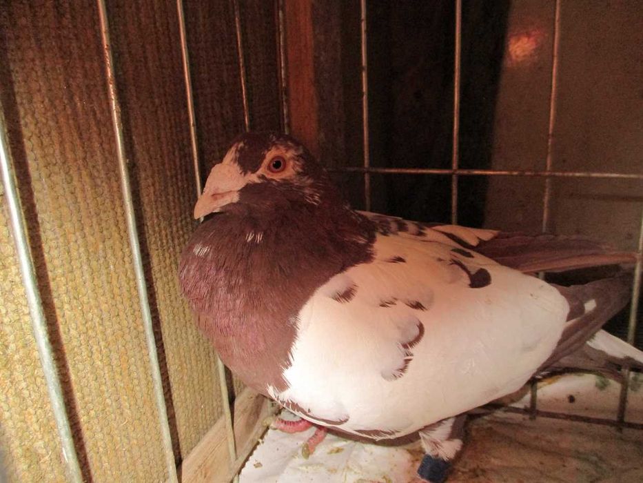 Gołębie pocztowe Samiec GB 22 r