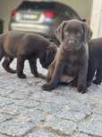 Labrador femea linda chocolate