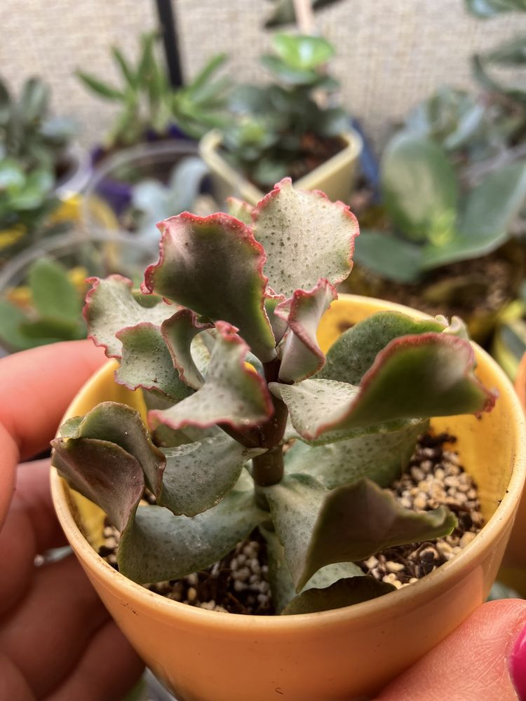 Крассула Curly Green Variegated