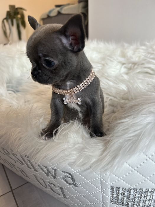 Chihuahua niebieska sunia MEGA CUDO