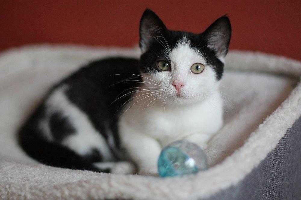 Piękna, trzy i półmiesięczna kotunia do adopcji!