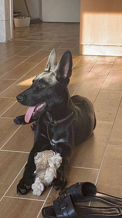 Owczarek belgijski Malinois 5 miesięcy