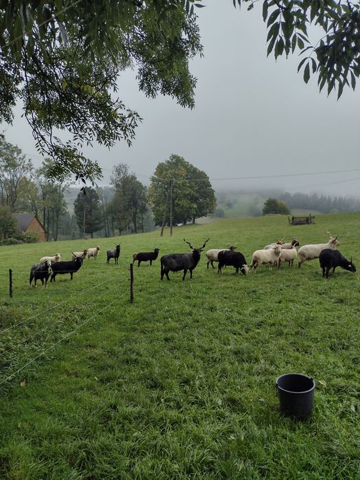 Owca baran raczka węgierska