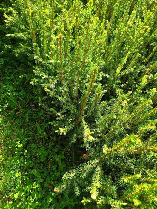 Świerk pospolity 4 lata 4/0 ładne sadzonki 40 cm 70 cm