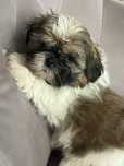 Shih tzu szczeniak piesek