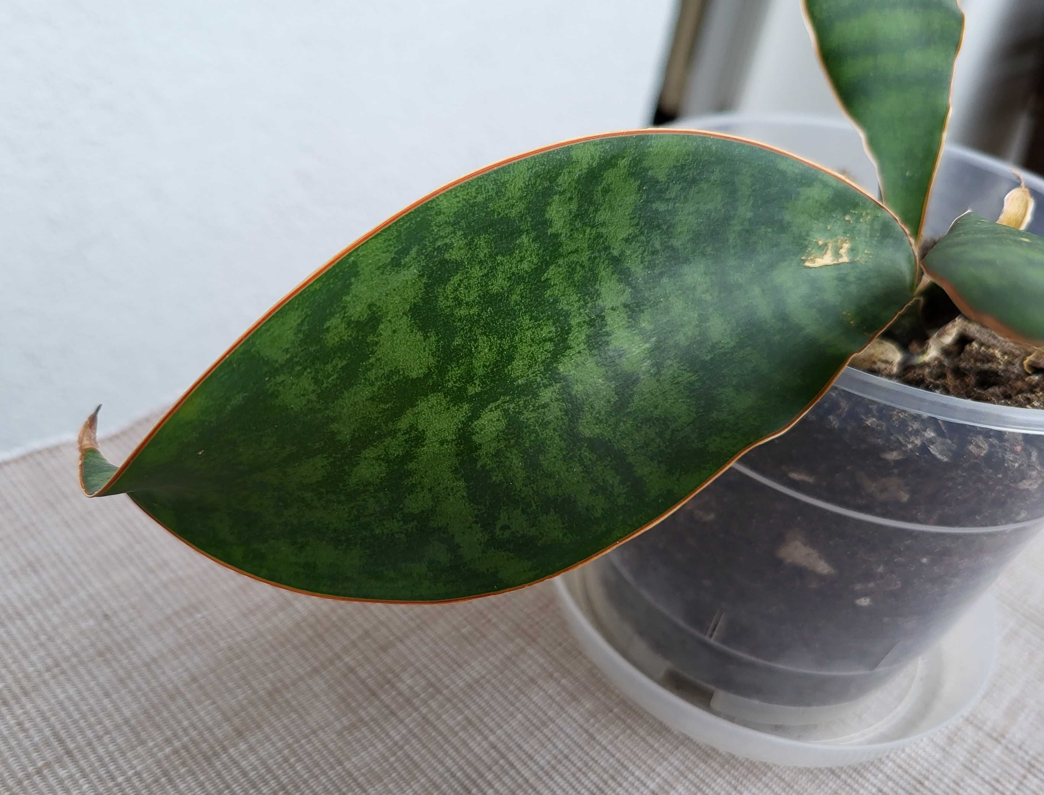 Sansevieria masoniana