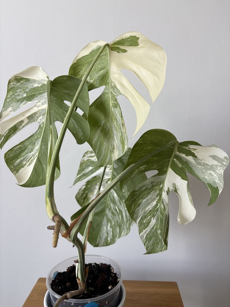Monstera variegata ukorzeniony szczyt 4 liście nr8