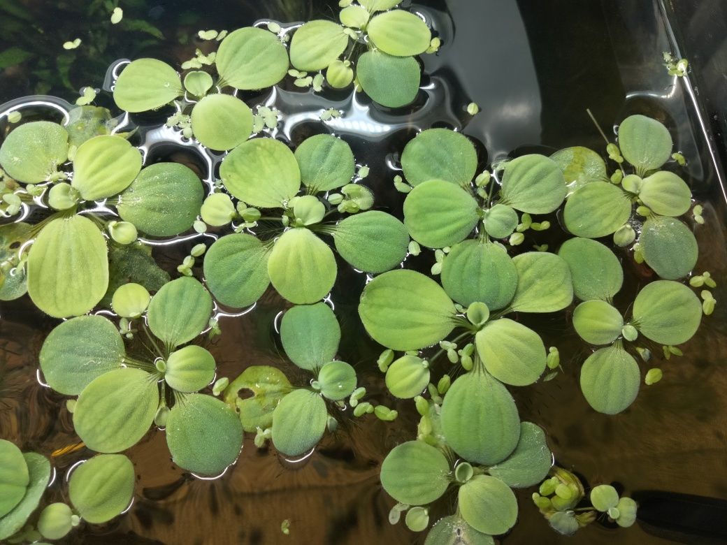 Pistia rozetkowa 10szt