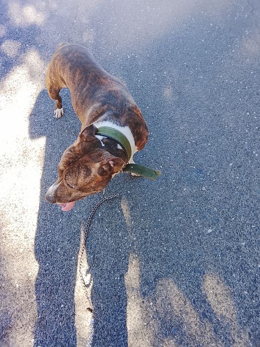 Adoção cão com um ano