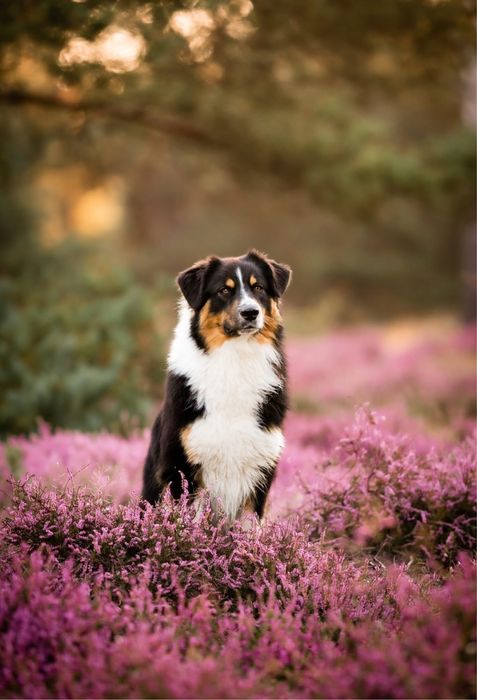 Szczenieta Owczarka Australijskiego -suczka Aussie, odbiór w grudniu